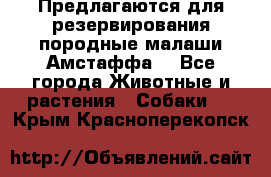 Предлагаются для резервирования породные малаши Амстаффа  - Все города Животные и растения » Собаки   . Крым,Красноперекопск